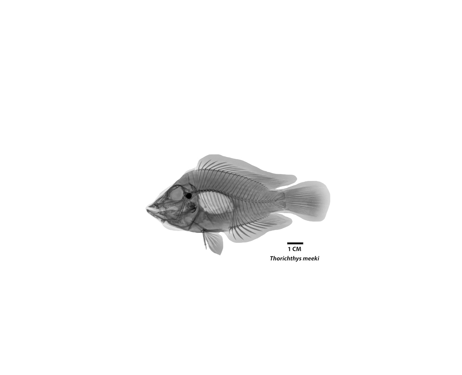 Radiografía especie